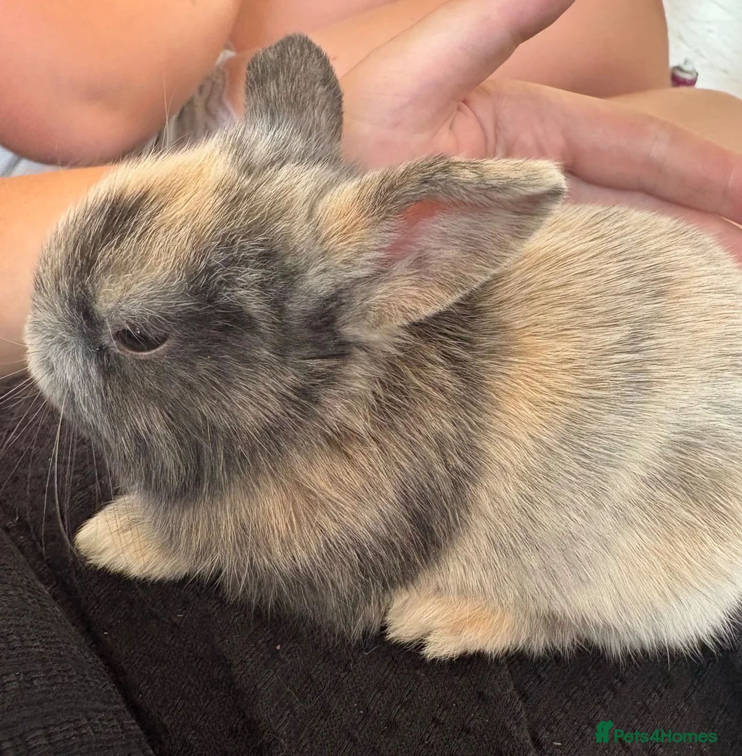 Mixed Breed rabbits for sale: Male rabbits for sale in Sudbury - Advert 1