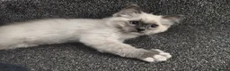 Ragdoll cats for sale: Male Ragdoll 16 weeks in Derby - Advert 7