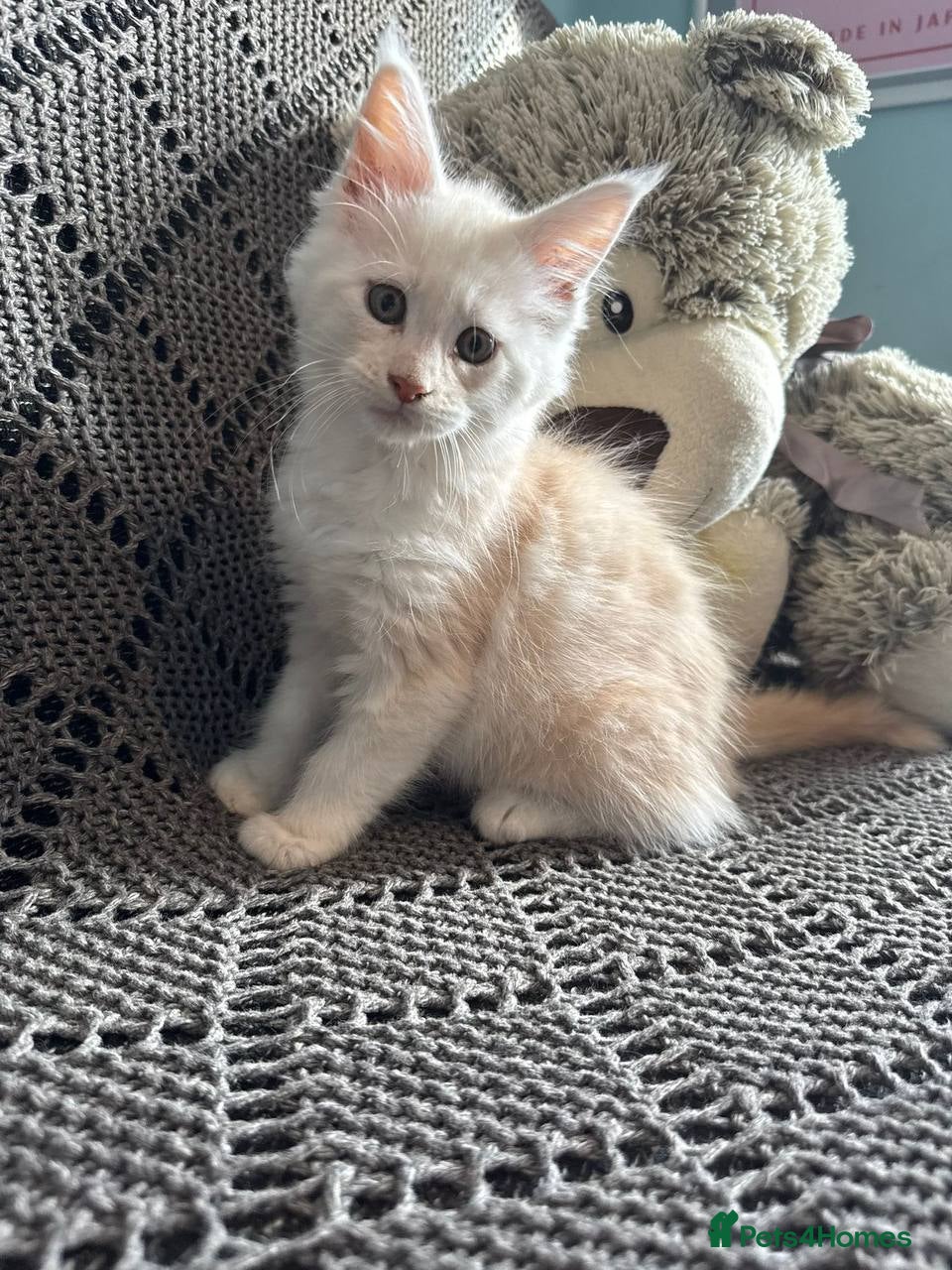 Maine Coon cats TICA registered purebred Main Coon Kittens - Advert 11