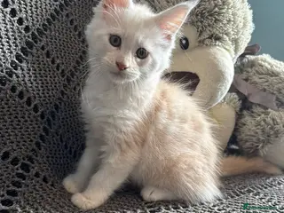 Maine Coon cats TICA registered purebred Main Coon Kittens - Advert 11