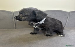 Chipoo dogs for sale: Stunning Chipoo Pups DNA Health Tested - Image 21