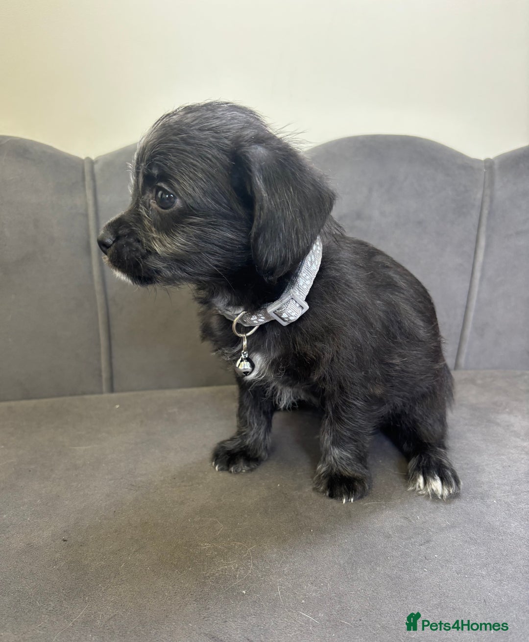 Chipoo dogs for sale: Stunning Chipoo Pups DNA Health Tested - Image 21