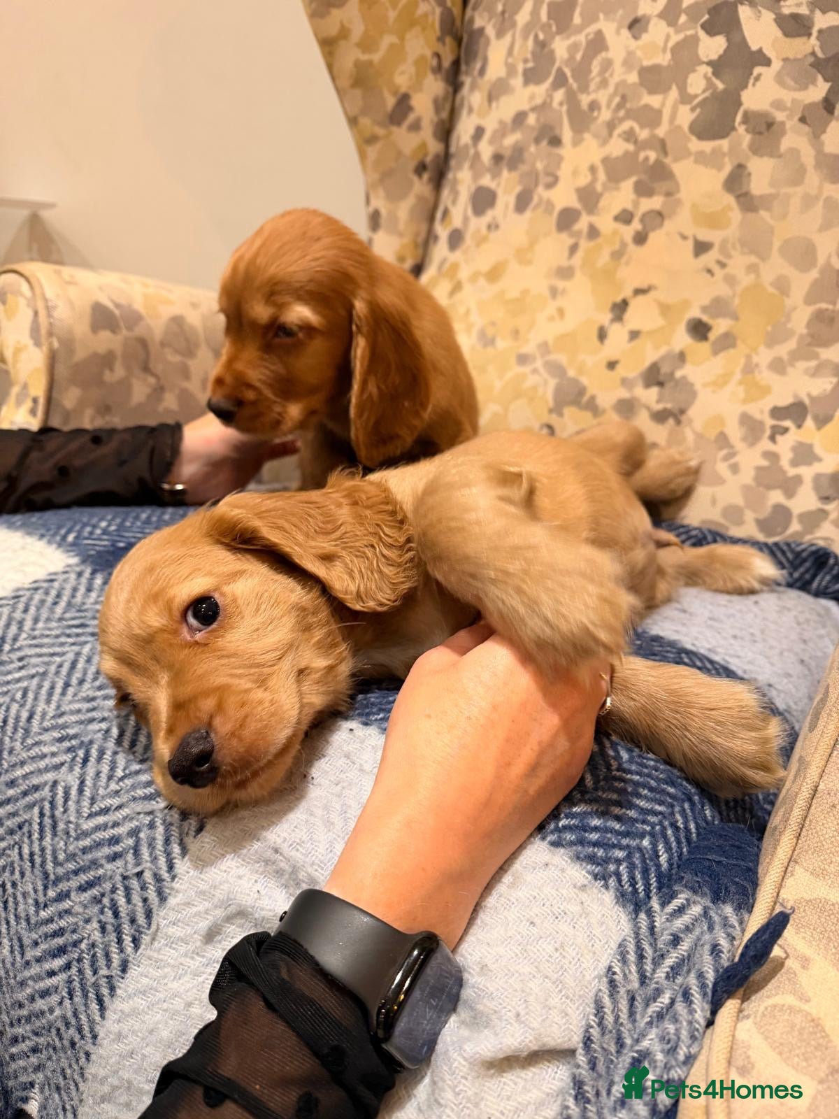 Cocker Spaniel dogs Fantasticly Bred Health Tested Cockers Ready Now - Advert 2
