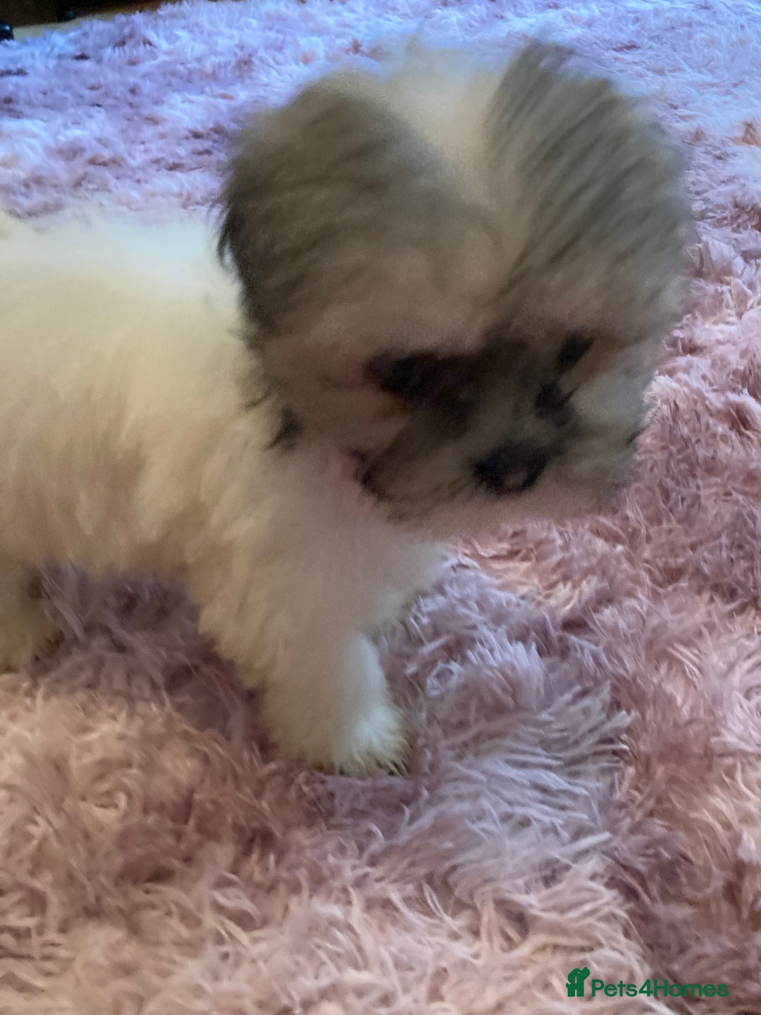 Lhasa Apso dogs for sale: Lhasa Apso Puppies 🐶  - Image 26