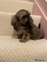 Shih Tzu dogs KC standard Shihtzu pups - Advert 2
