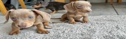 Miniature Dachshund dogs for sale: Miniature Dutch hound puppies - Advert 10