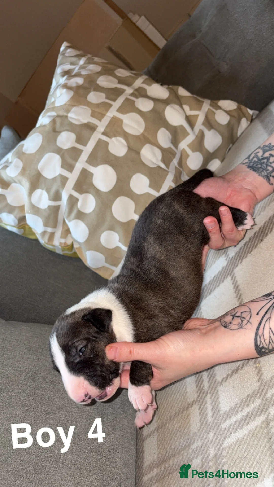 English Bull Terrier dogs for sale: KC registered English Bull Terrier Puppies - Advert 13