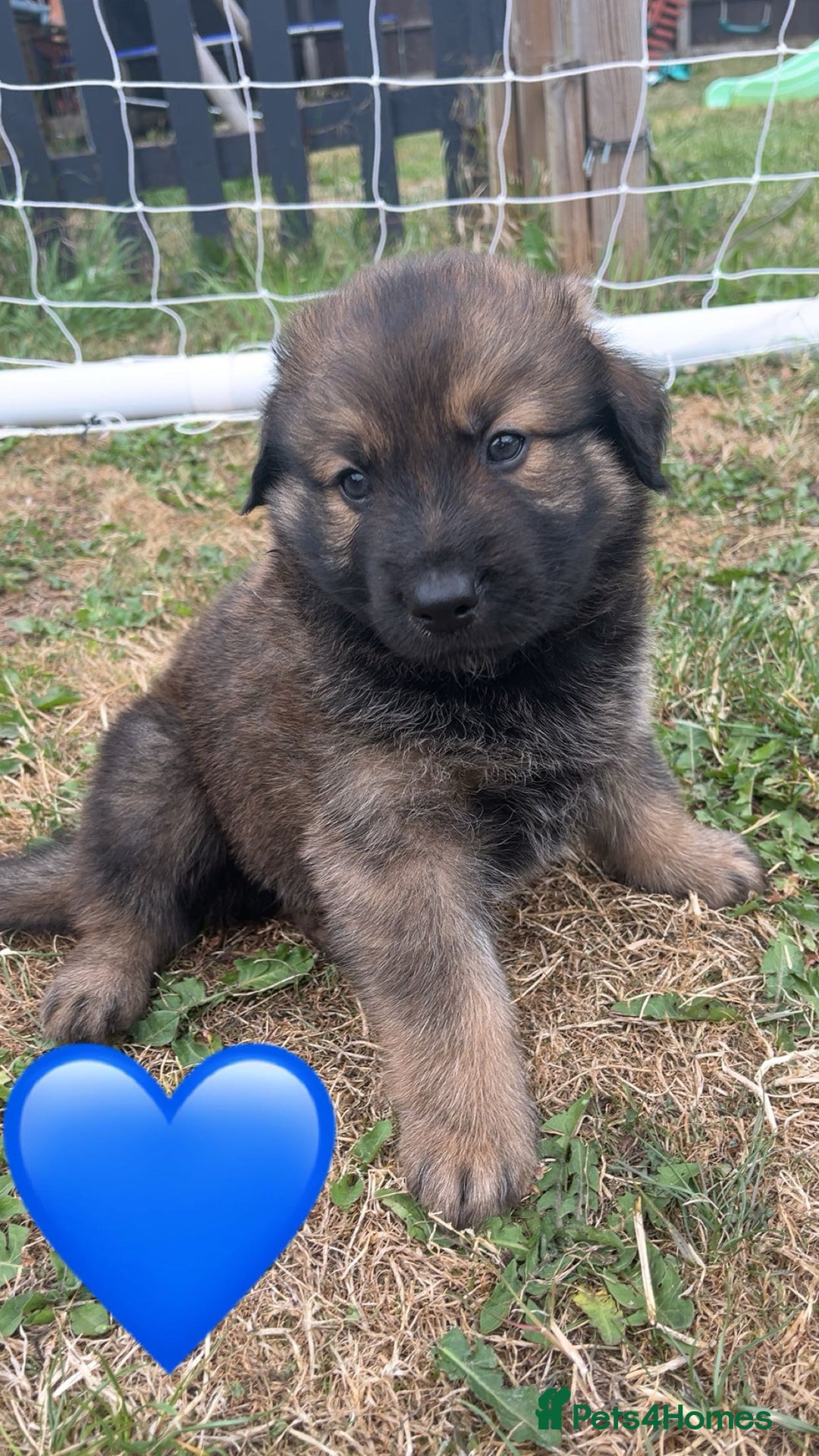 Mixed Breed dogs for sale: Rottweiler mixed with German Shepherds in Shrewsbury - Image 8