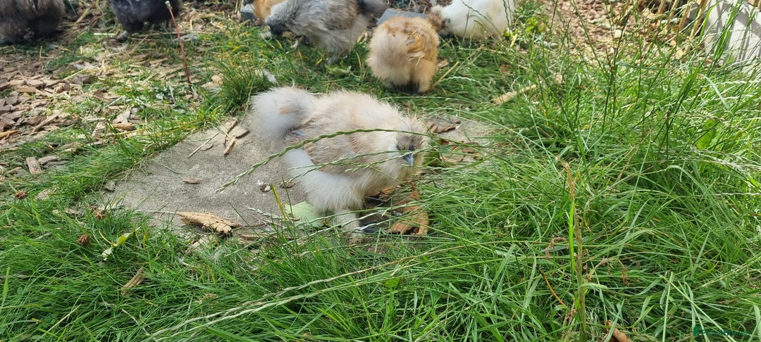 Chickens poultry for sale: Bearded Silkie (8-10 weeks) - Image 15
