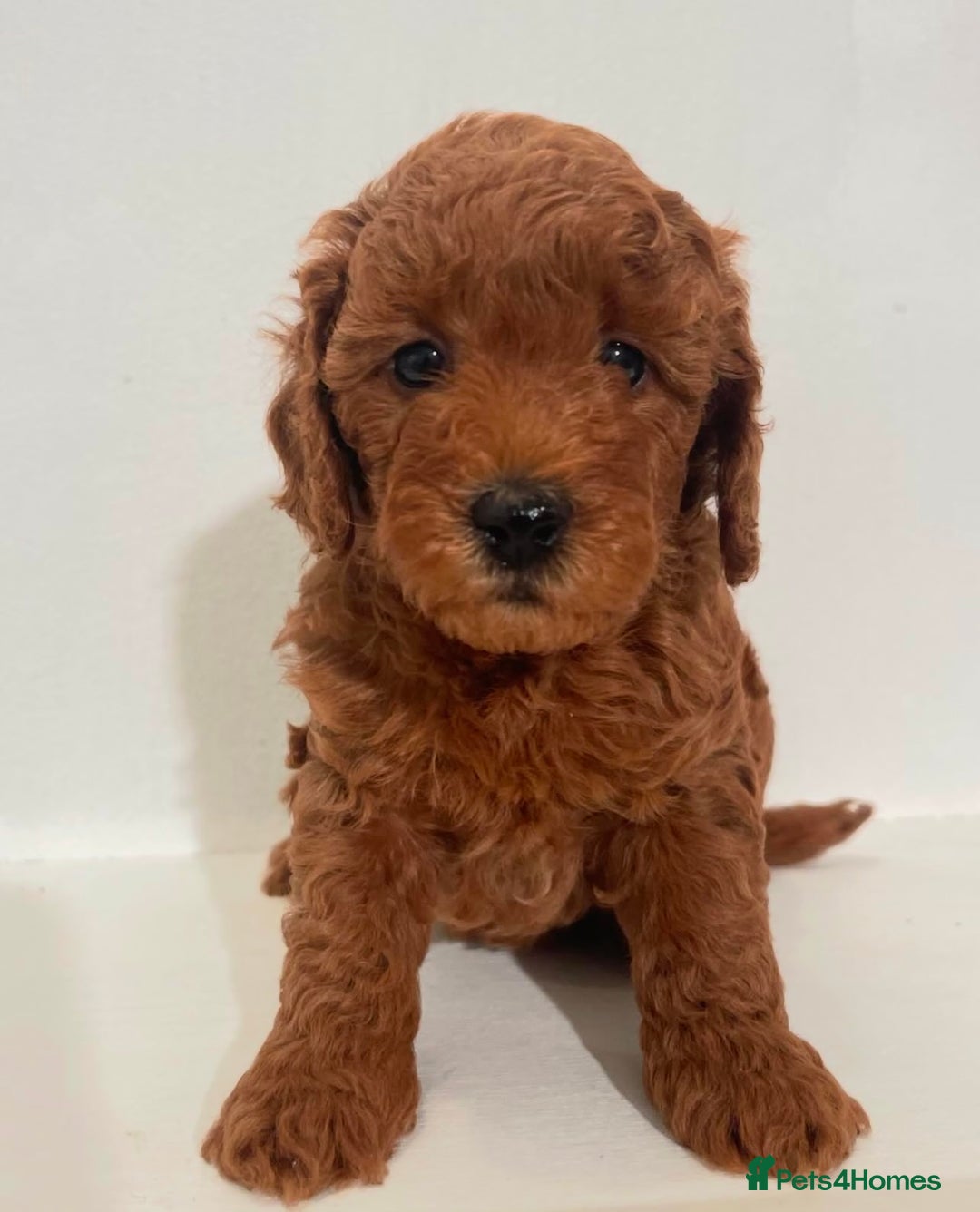 Miniature Poodle dogs for sale: Healthy miniature Poodles!!!! - Image 4