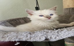 Ragdoll cats for sale: Fluffy female ragdoll - Image 2