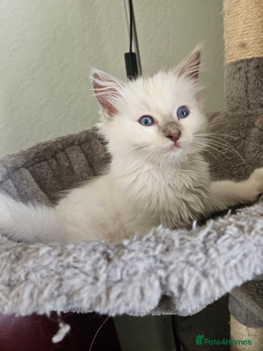 Ragdoll cats for sale: Fluffy female ragdoll - Image 2