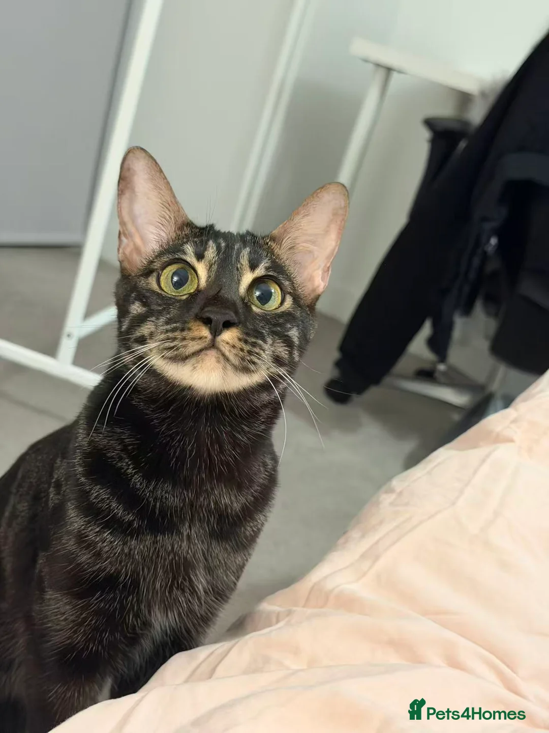 Bengal cats for sale: Black Bengal female looking for a loving new home - Advert 6