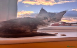 Maine Coon cats for sale: 5 Amazing Maine Coon kittens  - Image 6