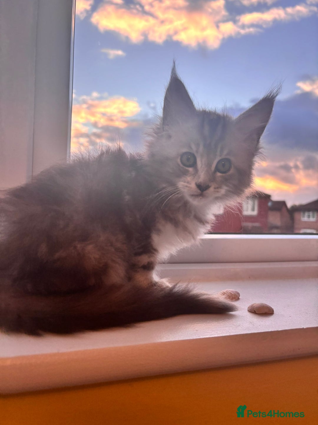 Maine Coon cats for sale: 5 Amazing Maine Coon kittens  - Image 6