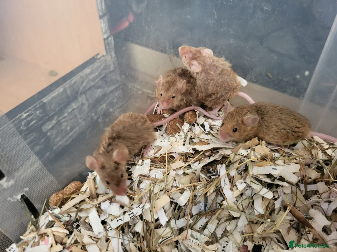 Mouse rodents for sale: Friendly fancy mice  - Advert 2