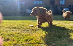Cockapoo dogs for sale: 🐾✨ Adorable Cockapoo Puppies – Ready Now! ✨🐾 - Image 5