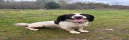 English Springer Spaniel dogs for stud: English Springer Spaniel Stud – “PADDY’S GILL LAD - Advert 11