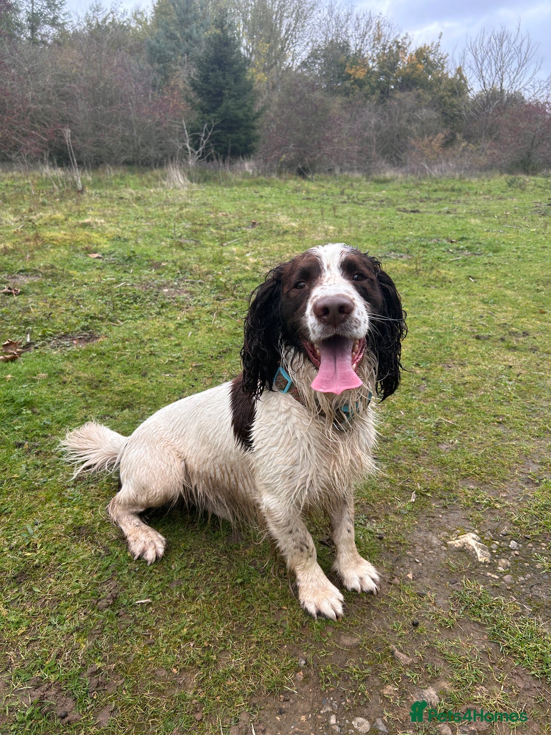 English Springer Spaniel dogs for stud: English Springer Spaniel Stud – “PADDY’S GILL LAD - Advert 11