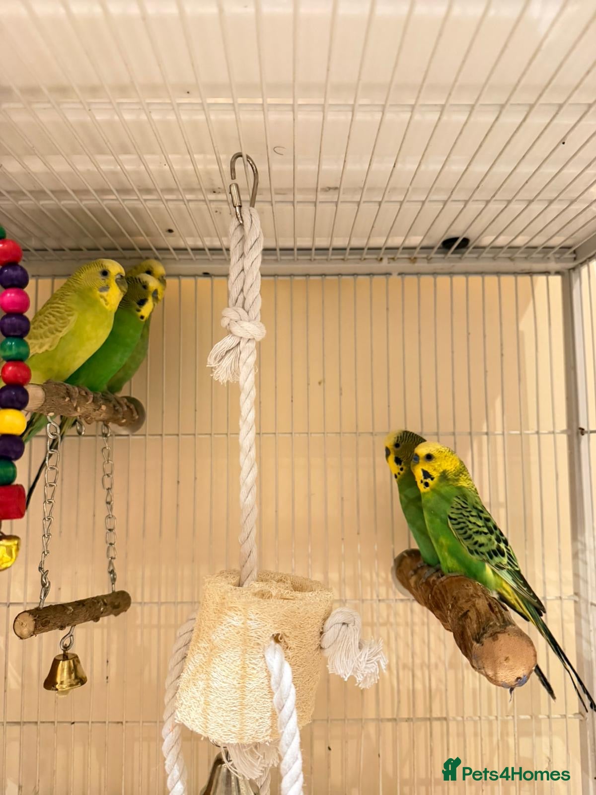 Budgerigars birds Blue and Green Budgies for Sale!! - Advert 19