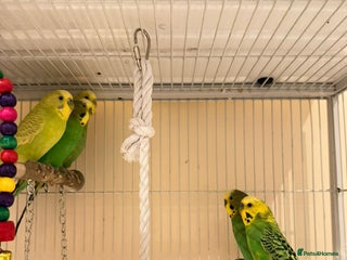 Budgerigars birds Blue and Green Budgies for Sale!! - Advert 1