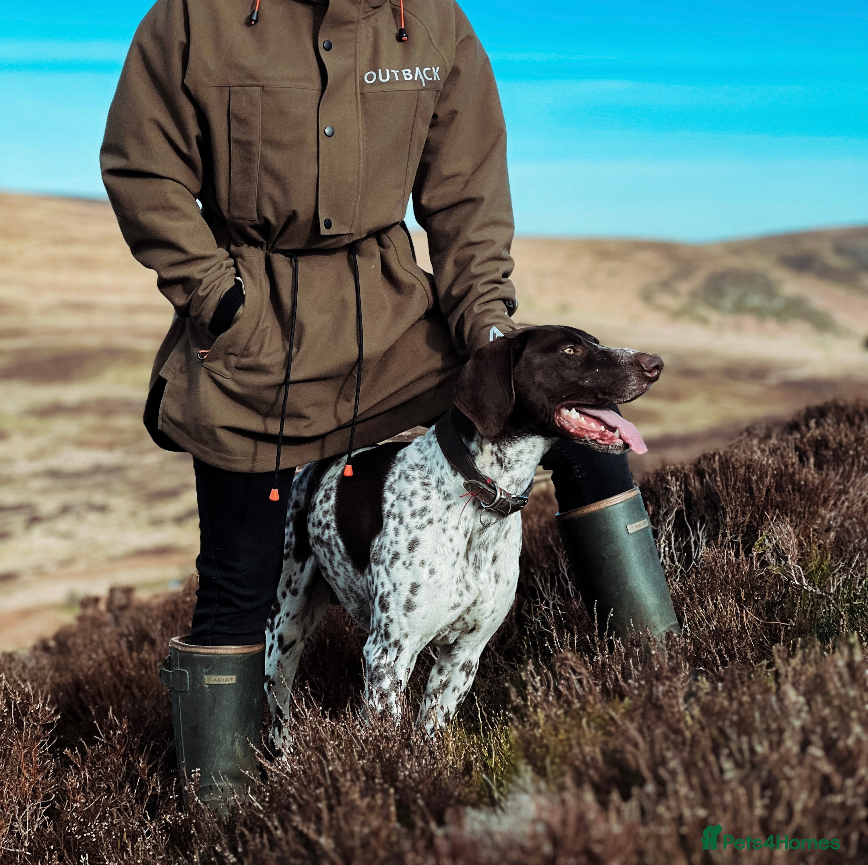 German Shorthaired Pointer dogs ✨FULLY HEALTH TESTED✨ Proven GSP stud in Llandrindod Wells - Advert 1