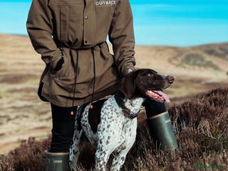 German Shorthaired Pointer dogs ✨FULLY HEALTH TESTED✨ Proven GSP stud in Llandrindod Wells - Advert 1