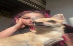 Chihuahua dogs for stud: Buddy - Image 5
