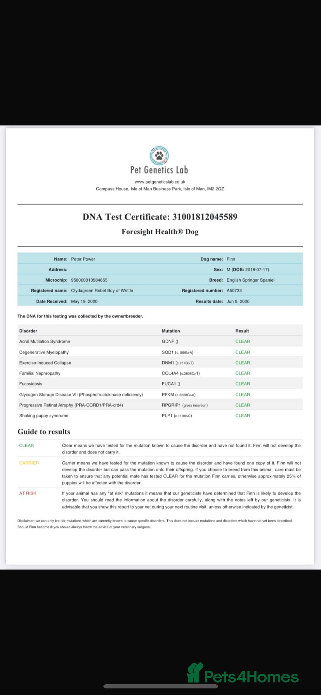 English Springer Spaniel dogs for sale: English springer spaniel puppies  - Image 7