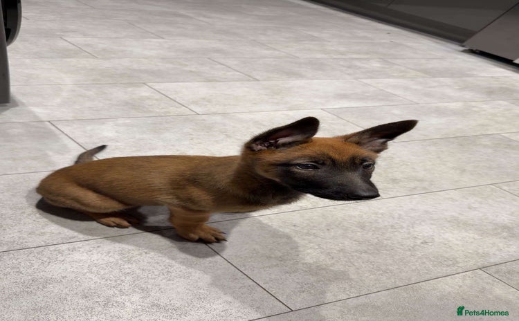 Belgian Shepherd Dog dogs - Advert 3