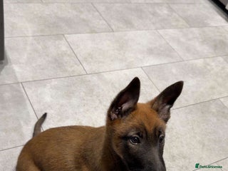 Belgian Shepherd Dog dogs - Advert 2