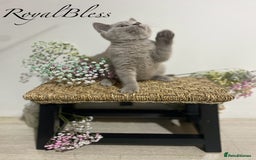 British Shorthair cats for sale: 👑ROYALBLESS STUNNING LILAC BRITISH SHORTHAIR  - Image 26