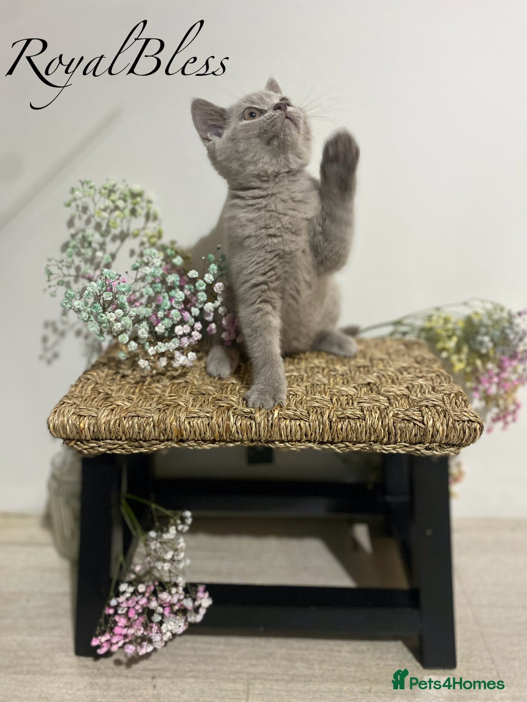 British Shorthair cats for sale: 👑ROYALBLESS STUNNING LILAC BRITISH SHORTHAIR  - Image 26
