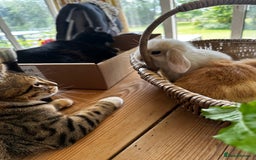 Mini Lion Lop rabbits for sale: Pure bred mini lop bunnies in Uckfield - Image 21