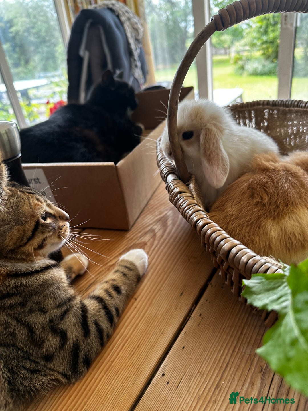 Mini Lion Lop rabbits for sale: Pure bred mini lop bunnies in Uckfield - Image 21