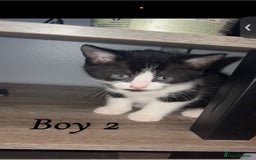 Mixed Breed cats for sale: 3 boys looking for their forever home! - Image 2