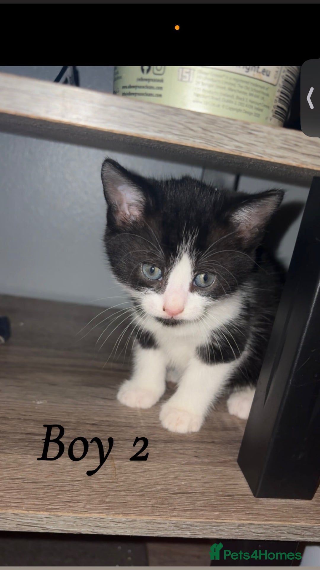 Mixed Breed cats for sale: 3 boys looking for their forever home! - Image 2