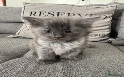 Ragdoll cats for sale: Ragdoll x kittens - Image 3
