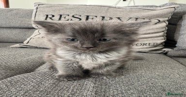 Ragdoll cats - Advert 7