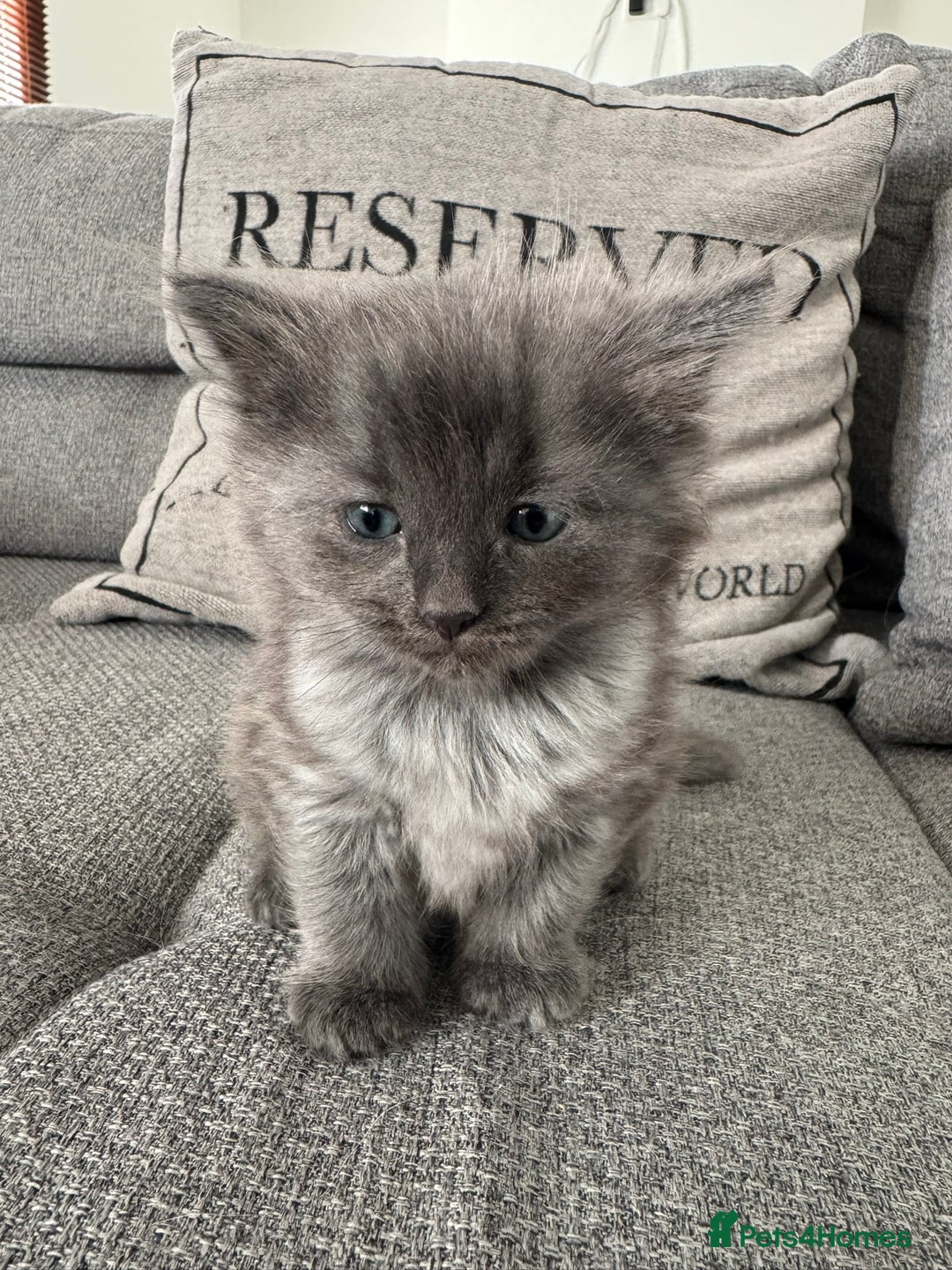 Ragdoll cats for sale: Ragdoll x kittens - Image 3