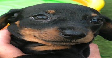 Dachshund dogs - Advert 2