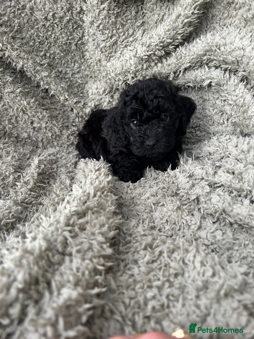 Cockapoo dogs for sale: F1b Cockapoo  - Image 20