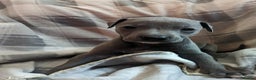 Whippet dogs for sale: Beautiful whippet babies  - Advert 26