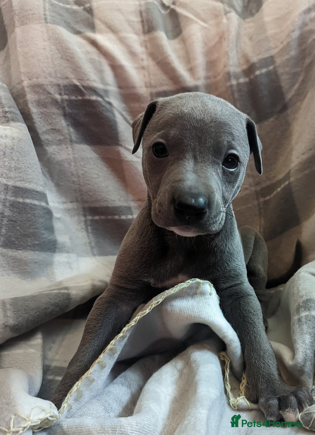 Whippet dogs for sale: Beautiful whippet babies  - Advert 26