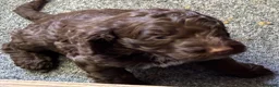 Cockapoo dogs for sale: F1 Cockapoo puppies - Advert 6
