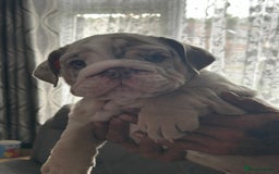 English Bulldog dogs for sale: UPDATED PHOTOS OF THE LAST BOY ENGLISH BULLDOG PUP in South Ockendon - Image 20