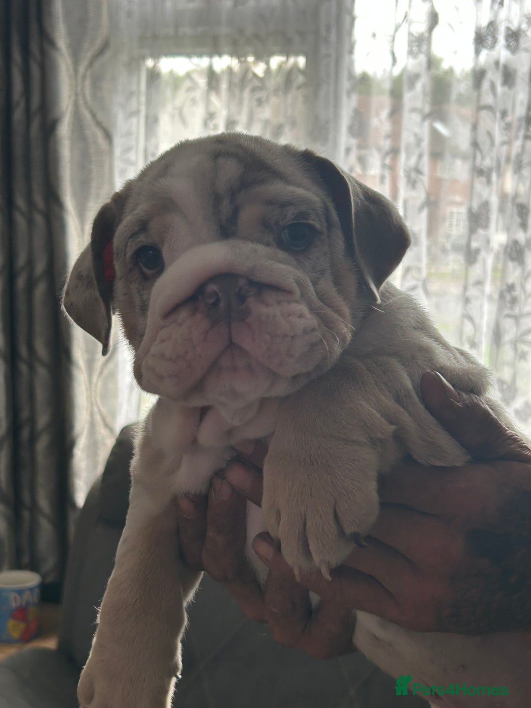 English Bulldog dogs for sale: UPDATED PHOTOS OF THE LAST BOY ENGLISH BULLDOG PUP in South Ockendon - Image 20