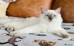 Ragdoll cats for sale: ADORABLE RAGDOLL KITTEN CHAMPIONLINE - Image 1