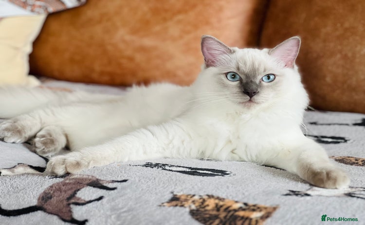 Ragdoll cats - Advert 4