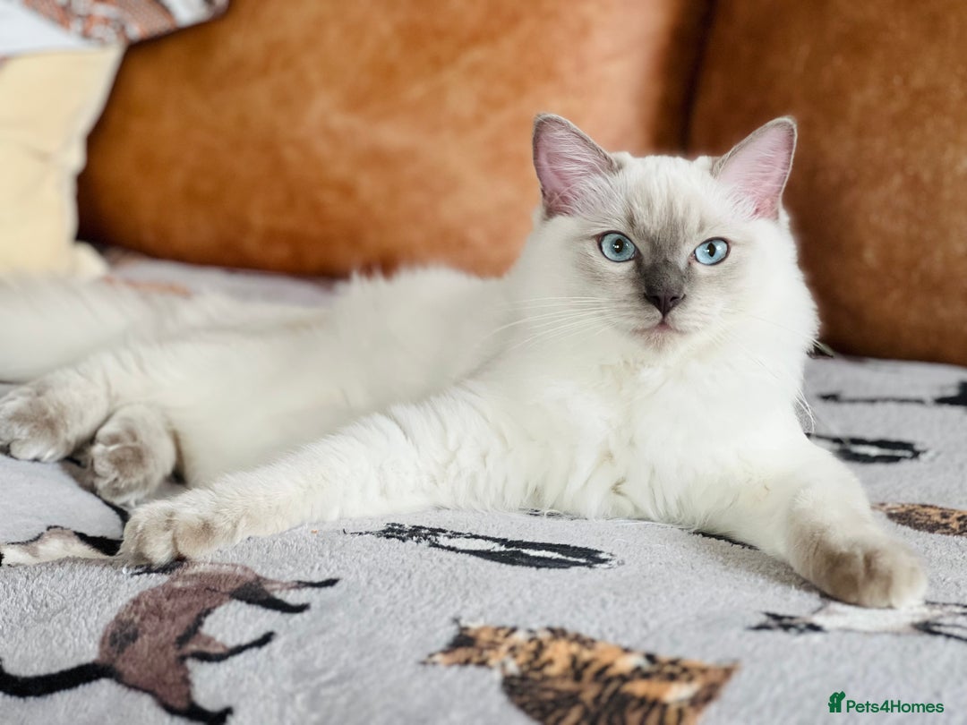 Ragdoll cats for sale: ADORABLE RAGDOLL KITTEN CHAMPIONLINE - Image 1